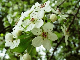 マメナシの写真