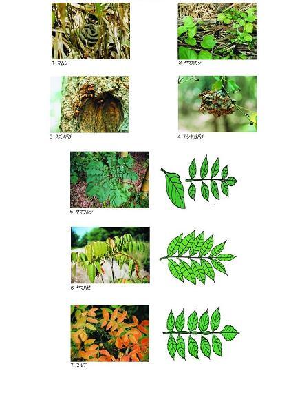 危険な生き物の写真