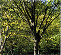 区の木　ケヤキの写真