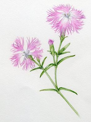 イラスト：ナデシコ(名東区の花)の植物画