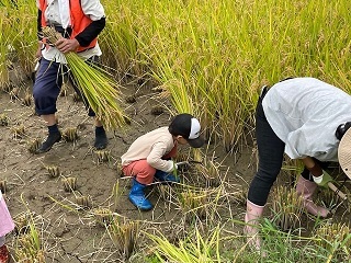 写真:稲刈り体験の様子