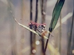 写真:世界最小のハッチョウトンボ