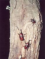 写真:カブトムシの樹液酒場