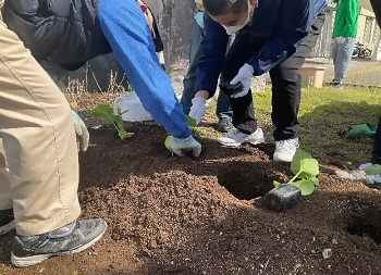 写真：苗植えの様子