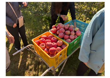 収穫されたふじりんご