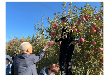 りんごの収穫体験の様子