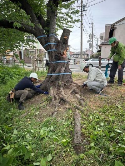 樹木医診断の写真