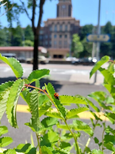 花壇とテントウムシの写真