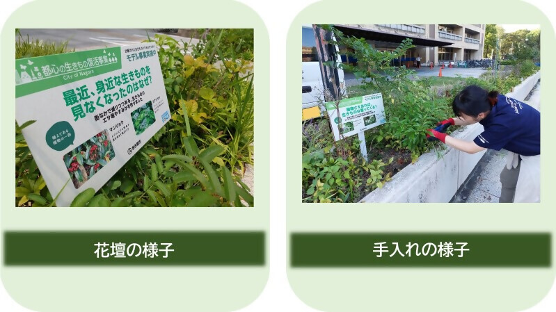 写真：市の作業