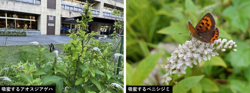 写真：いきもの2