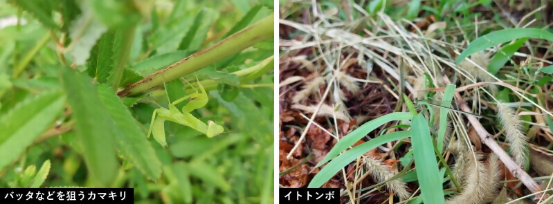 写真：いきもの3