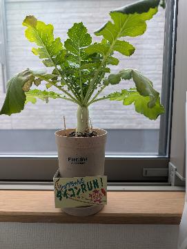 写真:「みつばちのりちゃん」さんの投稿