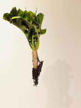 写真:「ご飯大好キティ」さんの投稿