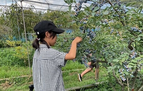 ブルーベリー狩りを体験する子ども実行委員の写真