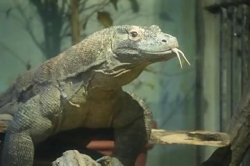 写真:東山動植物園年間パスポート