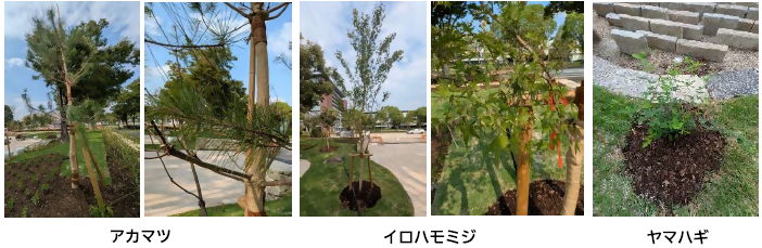 写真:アカマツ、イロハモミジ、ヤマハギ