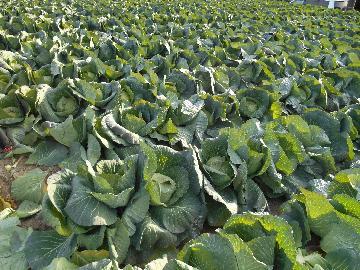 写真:菅田農園の様子