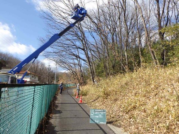 写真:不要木の伐採の様子