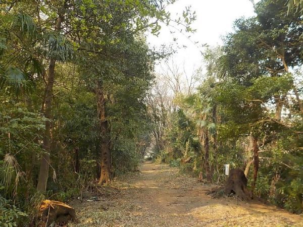 写真:林内整備後の様子