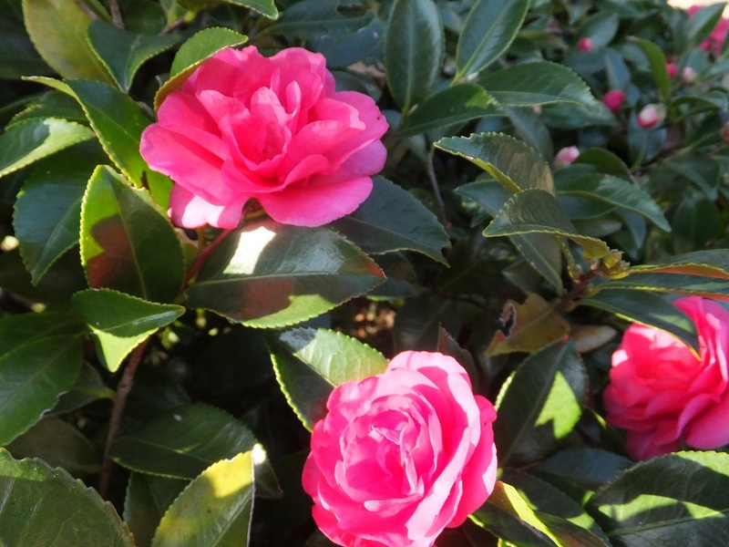 カンツバキの写真