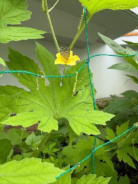 写真:ゴーヤの花とチョウ