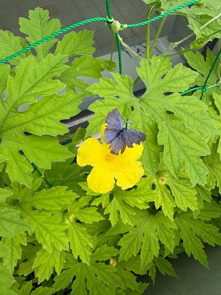 写真：ゴーヤの花とチョウ