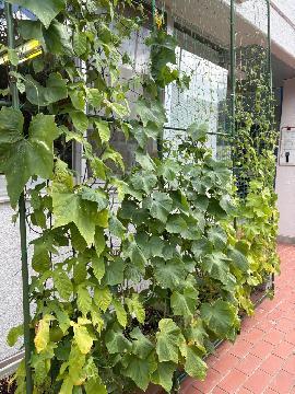 写真:上名古屋保育園の緑のカーテンの様子