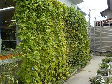 写真:西児童館の緑のカーテンの様子