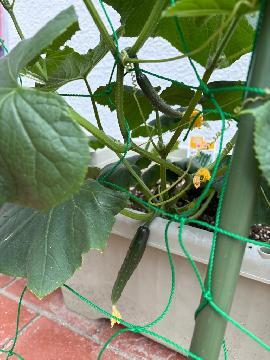 写真:キュウリの実