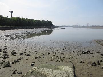 写真：藤前干潟