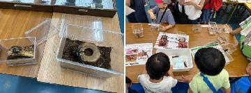 写真：昆虫の展示やザリガニとのふれあいの様子