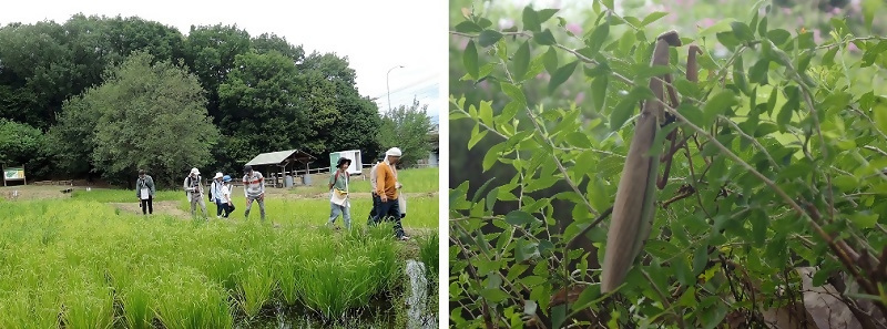 写真:井堀の棚田の散策