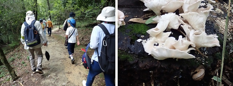 写真:色々なキノコを発見