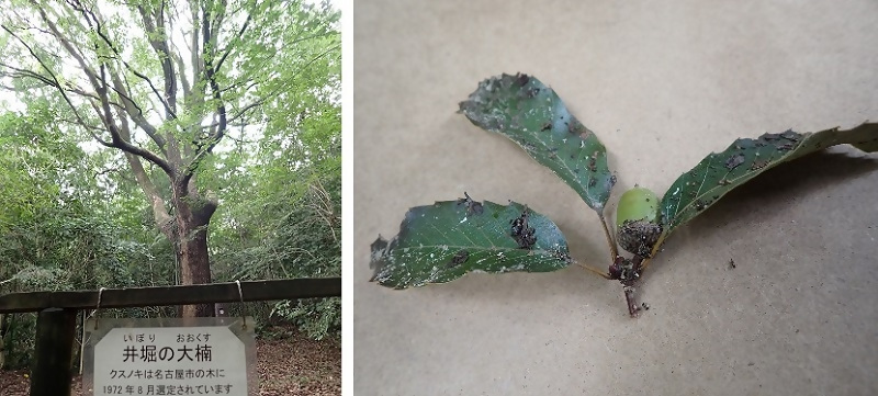 写真:井堀の大楠