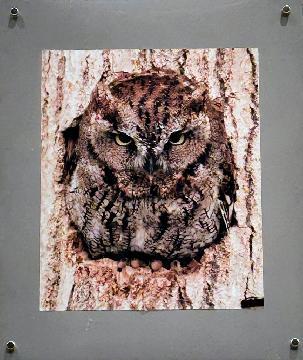 写真:写真部門市長賞の作品