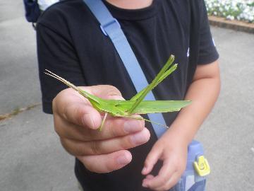 写真：採集したバッタ