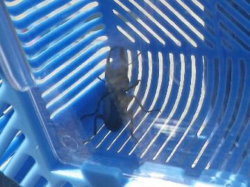 写真：採集したクワガタ