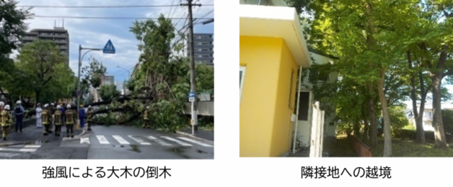 強風による大木の倒木、隣接地への越境
