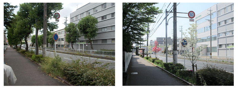 更新前のナンキンハゼのと更新後のハナミズキの写真