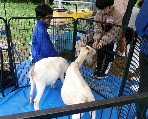 動物とのふれあいコーナー
