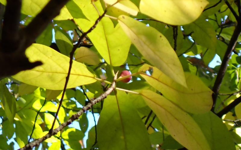 写真:イチジクのような形の実のイヌビワ