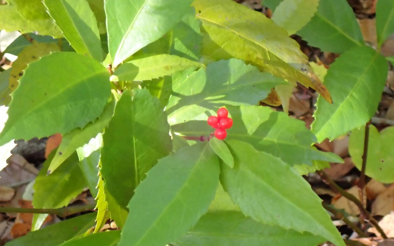 写真:赤い実をつけたセンリョウ
