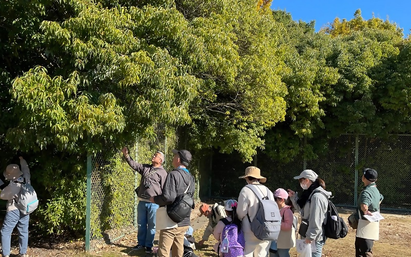 写真:アラカシの木の観察