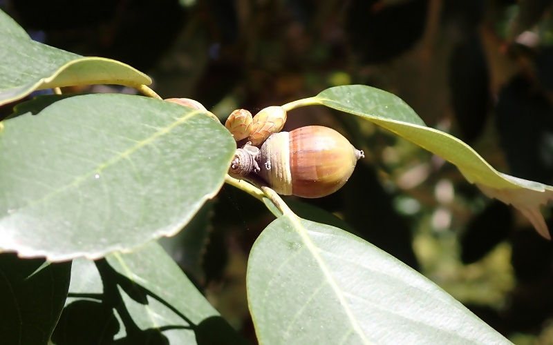 写真:アラカシの実