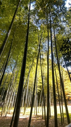 写真:明徳公園の竹林