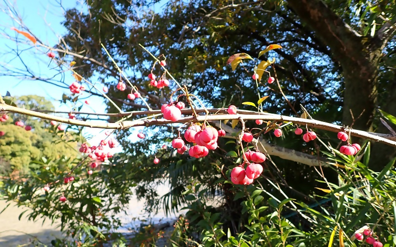 写真:ピンクの実のマユミ