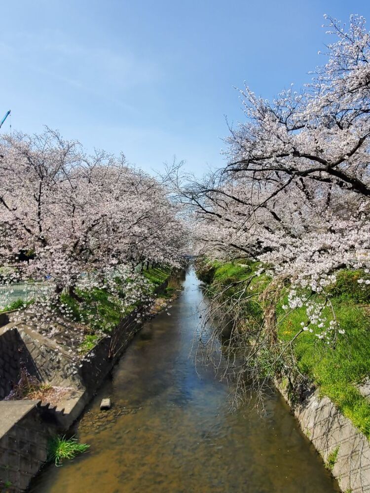 御用水の桜