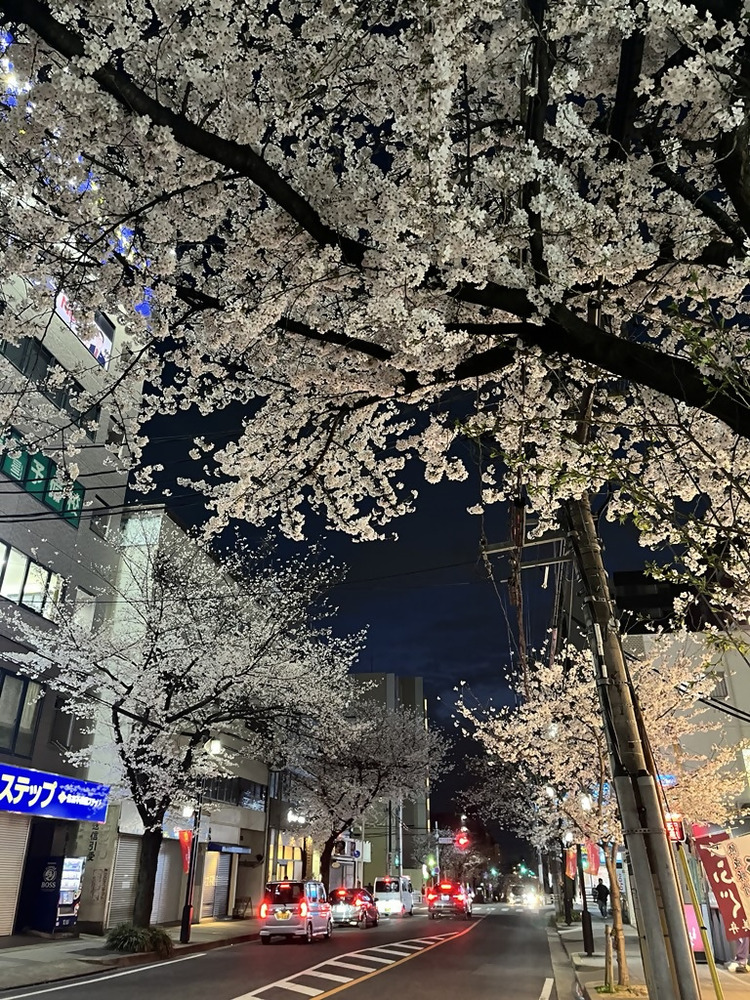 藤が丘駅前の夜桜