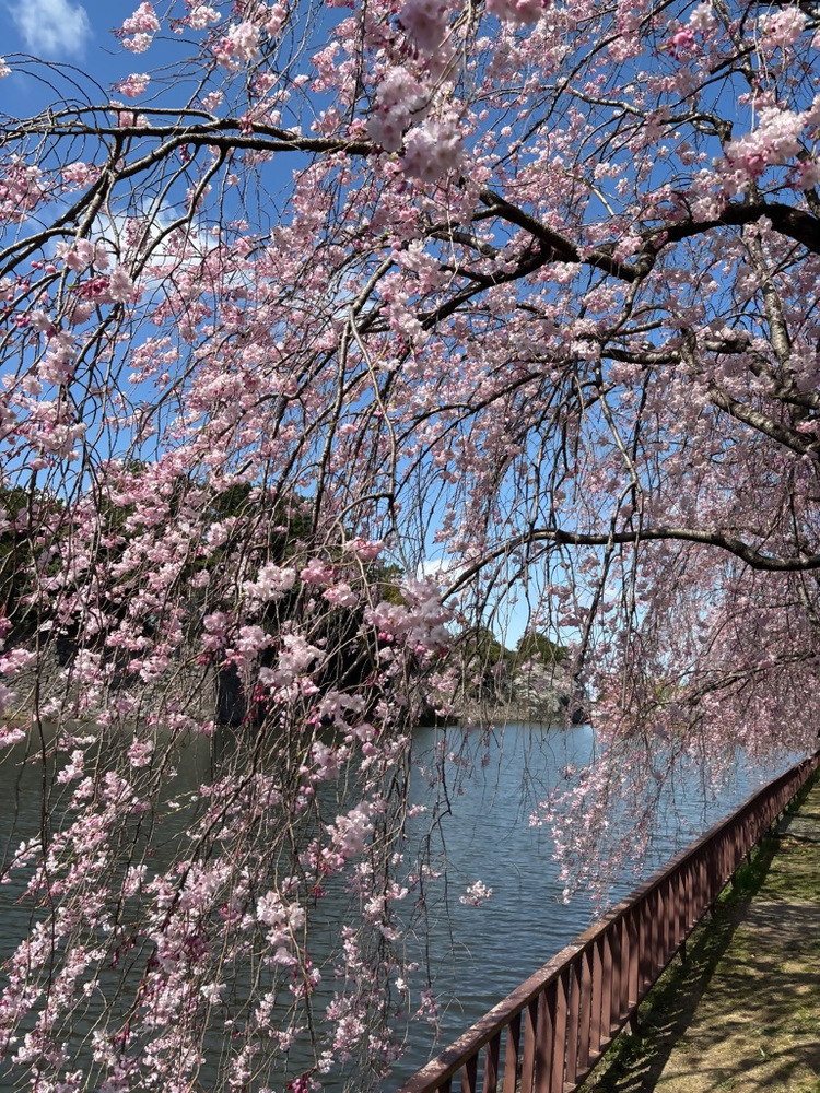 名城公園お堀の桜
