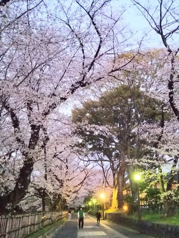 正門付近の桜